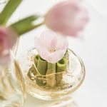 rodolfo_DSC03142_cadoro